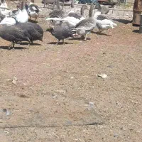 غاز بالغ مولد