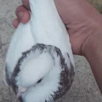 کبوتر|پرنده|خرمشهر, |دیوار