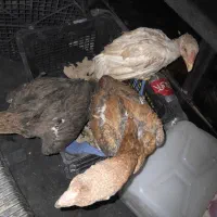 مرغ لاری اصیل