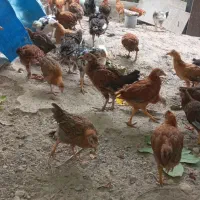 جوجه مرغ