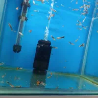 10 تا ماهی گوپی جوون، حراج به دلیل کمبود جا|ماهی|تربت جام, جامی|دیوار