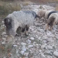 قوچ|حیوانات مزرعه|بوانات, |دیوار