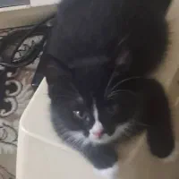 واگذاری ۲ عدد گربه|گربه|تهران, دانشگاه شریف|دیوار