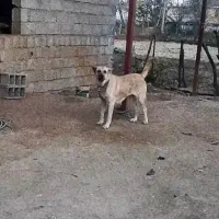 ماده سگ سرابی