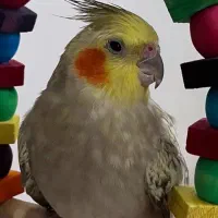 عروس هلندی خانگی سالم دستی