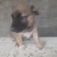 واگذاری توله سگ سرابی