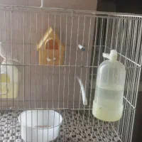 یک جفت فنچ کاملا سرحال