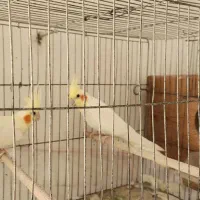 عروس هلندی