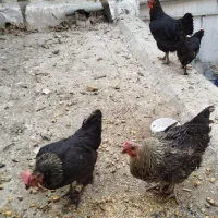 ۶عدد مرغ تخم گذار