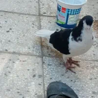 کفتر|پرنده|سبزوار, شرق کال جنوبی (شمس آبادی)|دیوار