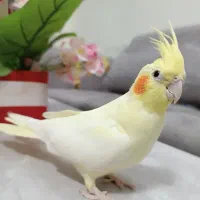 عروس هلندی ماده