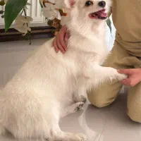 سگ پامرانین|سگ|پاکدشت, پاکدشت (مامازند)|دیوار