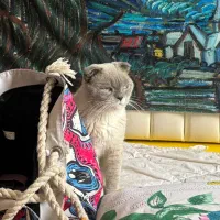 اسکاتیش اصیل برای جفتگیری|گربه|کرمان, |دیوار