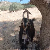 دبر روزگاری