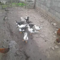 فروش اردک اسرائیلی|حیوانات مزرعه|توتکابن, |دیوار