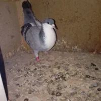 کبوتر|پرنده|زابل, |دیوار