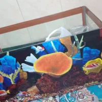 آکواریوم