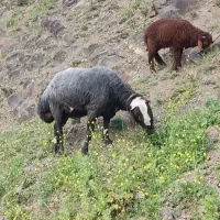 قوچ شال افشار دو ساله