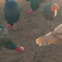 بوقلمون|حیوانات مزرعه|خاش, |دیوار