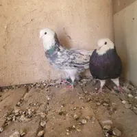 نر و ماده هما سرور|پرنده|مبارکه, |دیوار
