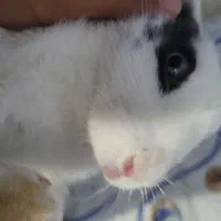 خرگوش|موش و خرگوش|برازجان, |دیوار