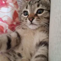 واگذاری گربه دوماهه نر واکسن اولشو زده