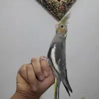 عروس هلندی|پرنده|مشهد, شهید قربانی|دیوار