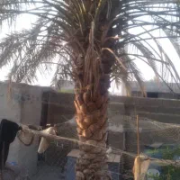 برش و قطع نخل در سراسر استان رایگان