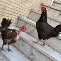 مرغ رسمی تخم گذار