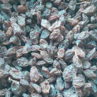 فروش کشمش فخری دسته چین