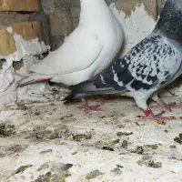 کفتر پلاکی یا زاجر خوب|پرنده|یزد, |دیوار