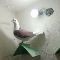 کبوتر دوکتی