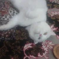 گربه ی تربیت شده پرشین