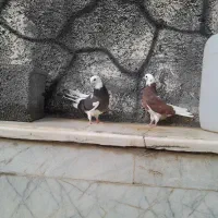 کبوتر تهرانی