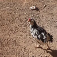 خروس اصل گلین|حیوانات مزرعه|سربند, |دیوار