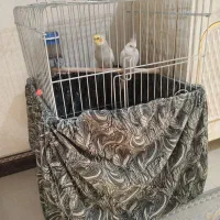 عروس هلندی|پرنده|قرچک, محمد آباد|دیوار