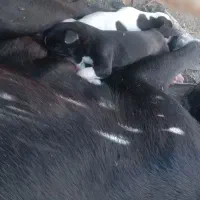 سگ‌خانگی‌‌‌|سگ|رودبار (کرمان), |دیوار