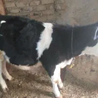 گوساله|حیوانات مزرعه|قیدار, |دیوار