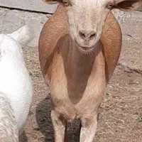 صلاله اهویی