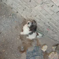 سگ پشمالو شیتزو پامرانین معاوضه