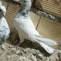 کبوتر کله دم سربی نر مست|پرنده|ایلام, |دیوار