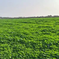 یونجه|خدمات باغبانی و درختکاری|سوسنگرد, |دیوار