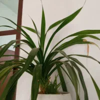 گل پاندانوس|گل و گیاه طبیعی|جهرم, |دیوار