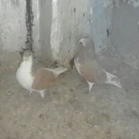 کبوتر خوشرنگ زرد|پرنده|شیراز, جرسقان|دیوار
