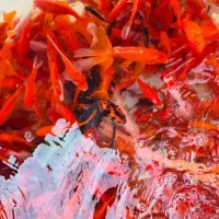 ماهی قیمت مناسب