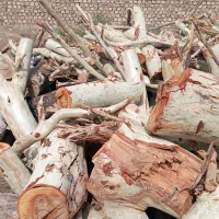 خرید چوب و هرس کردن درختهای مزاحم|خدمات باغبانی و درختکاری|رفسنجان, |دیوار