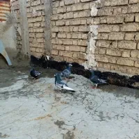 فروش دو جفت کفتر پلاکی و بهبهانی|پرنده|شیراز, کوشک میدان|دیوار