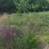 باغ کشاورزی|فروش دفتر صنعتی، کشاورزی، تجاری|آذرشهر, |دیوار