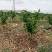 زمین و باغ