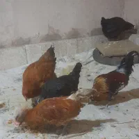 فروش مرغ وخروس|حیوانات مزرعه|بوئین و میاندشت, |دیوار